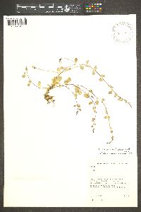 Lobelia nana image