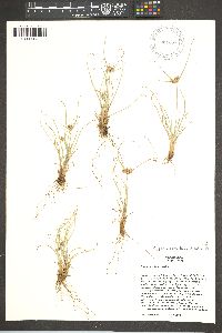 Cyperus retroflexus image