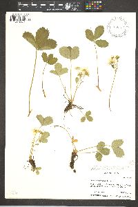 Fragaria virginiana subsp. platypetala image