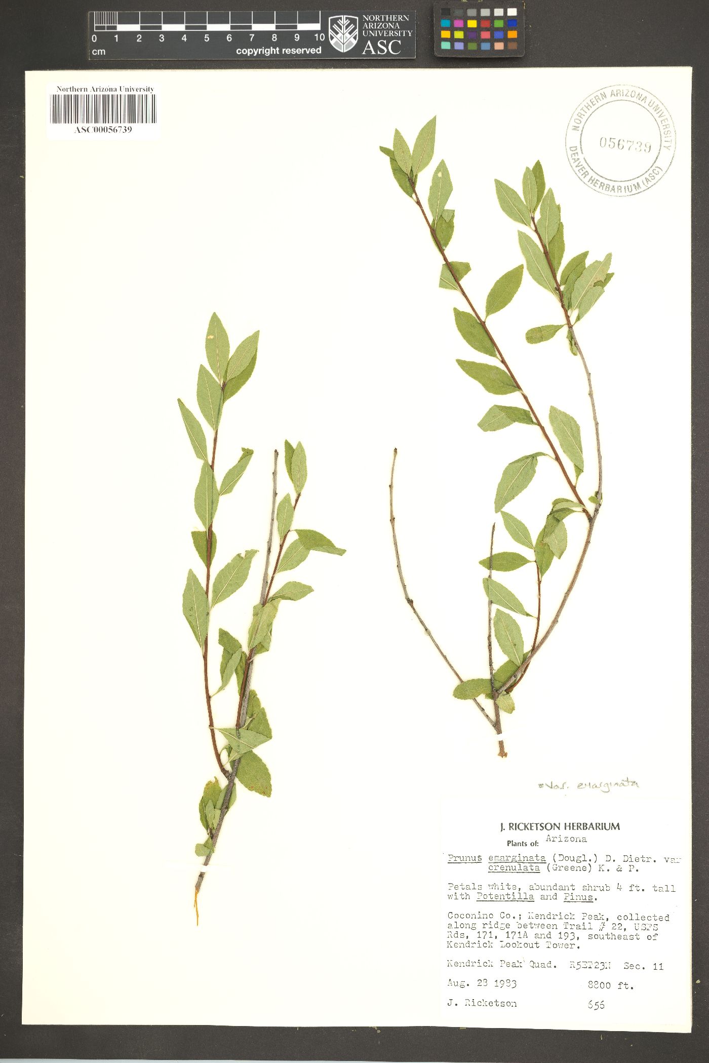 Prunus emarginata var. emarginata image
