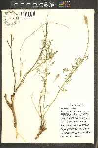 Dalea searlsiae image