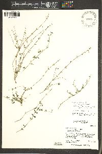 Hedeoma nana subsp. macrocalyx image