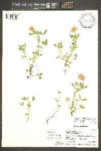 Trifolium wormskioldii image