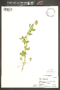 Trifolium wormskioldii image