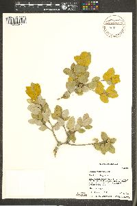 Quercus chrysolepis image