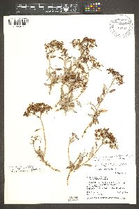 Eriogonum corymbosum image