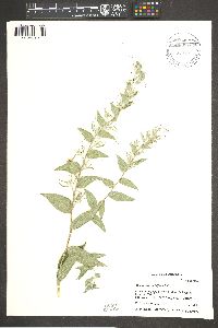 Lithospermum thuberi image