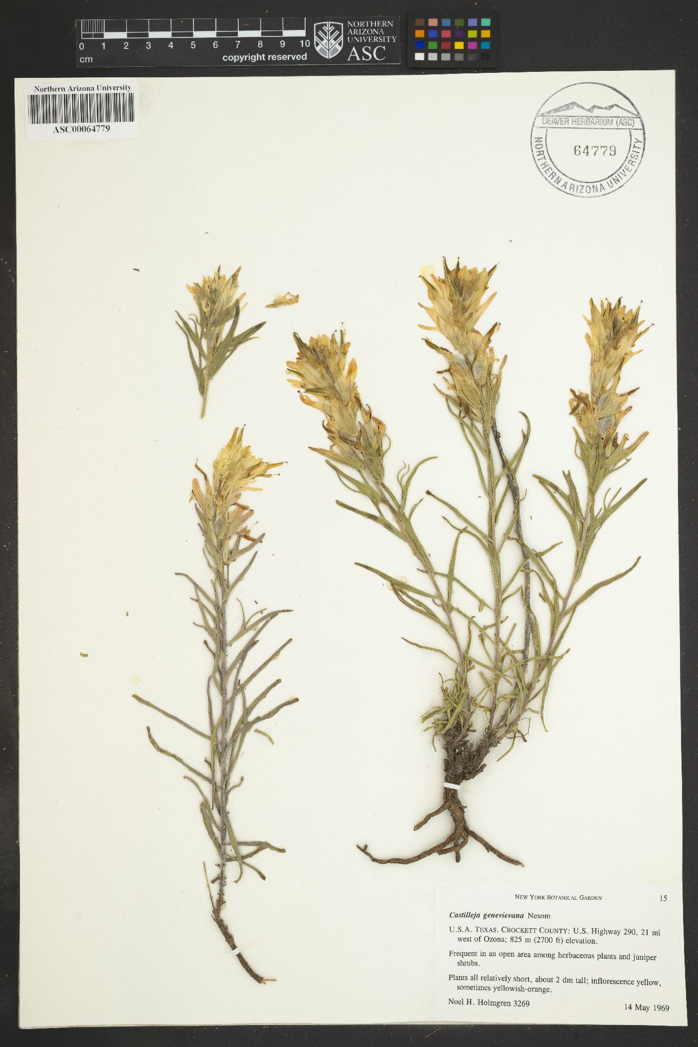 Castilleja genevievana image