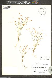 Eriogonum pharnaceoides var. pharnaceoides image