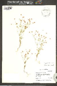 Eriogonum pharnaceoides image