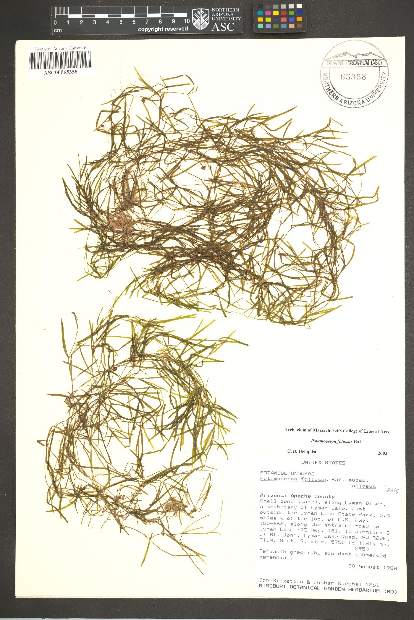 Potamogeton foliosus subsp. foliosus image