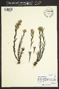 Castilleja sulphurea image