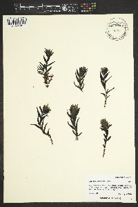 Castilleja occidentalis image