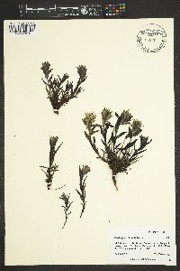 Castilleja occidentalis image