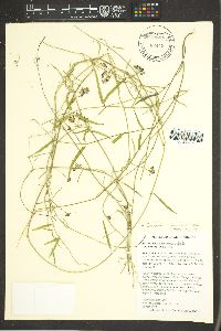 Funastrum heterophyllum image