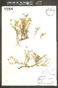 Eriogonum pulchrum image