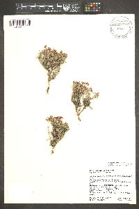 Eriogonum pulchrum image