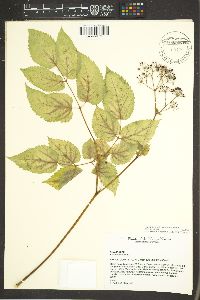 Aralia racemosa subsp. bicrenata image