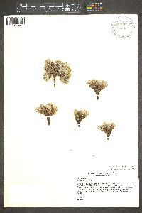 Eriogonum lachnogynum image