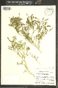 Dalea frutescens image