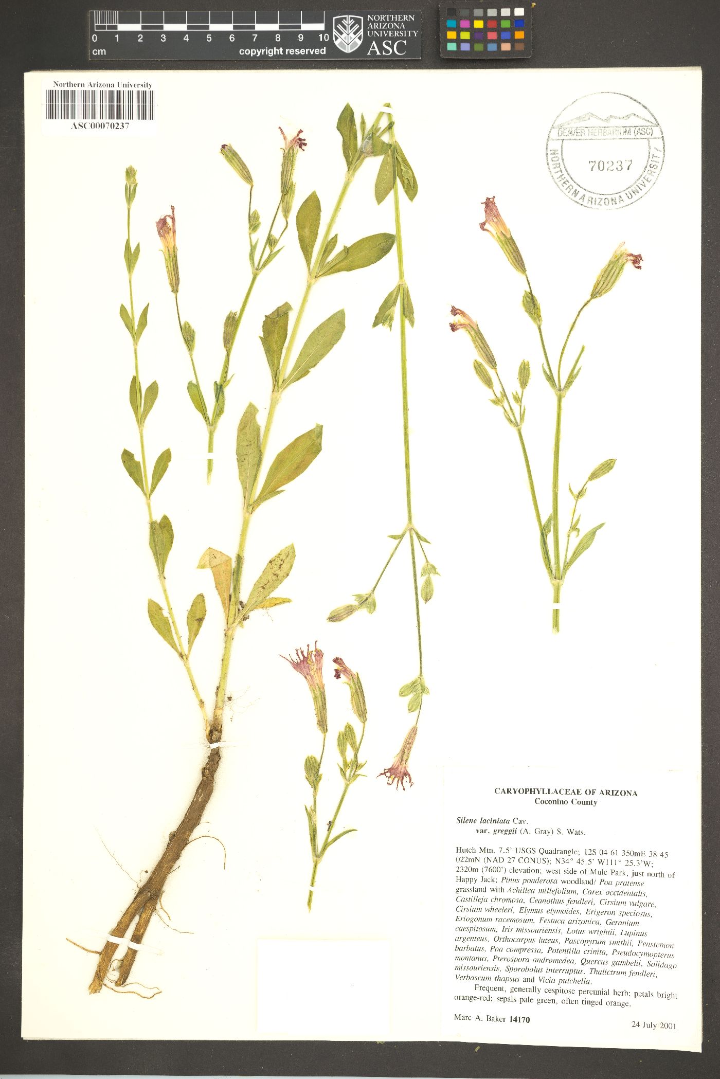 Silene laciniata subsp. greggii image