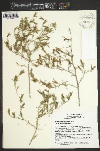 Cordylanthus laxiflorus image