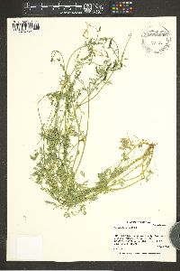 Corydalis aurea image