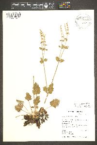 Eriogonum panamintense image