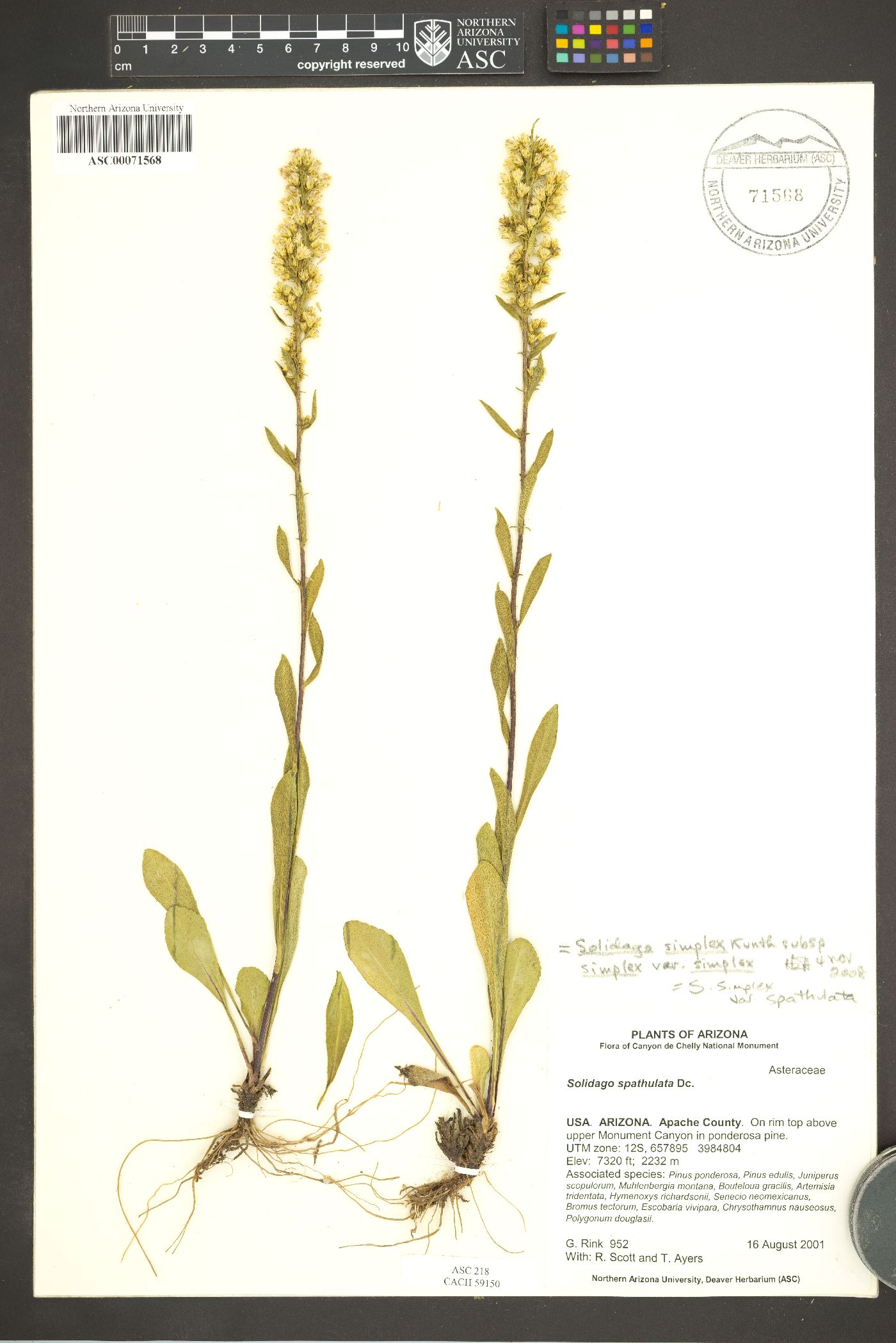 Solidago simplex var. spathulata image