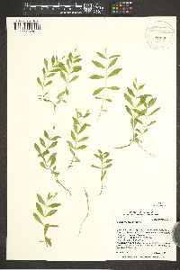 Silene menziesii image