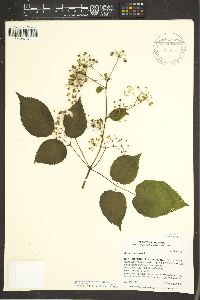 Aralia racemosa subsp. bicrenata image