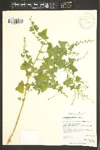 Chenopodium fremontii image