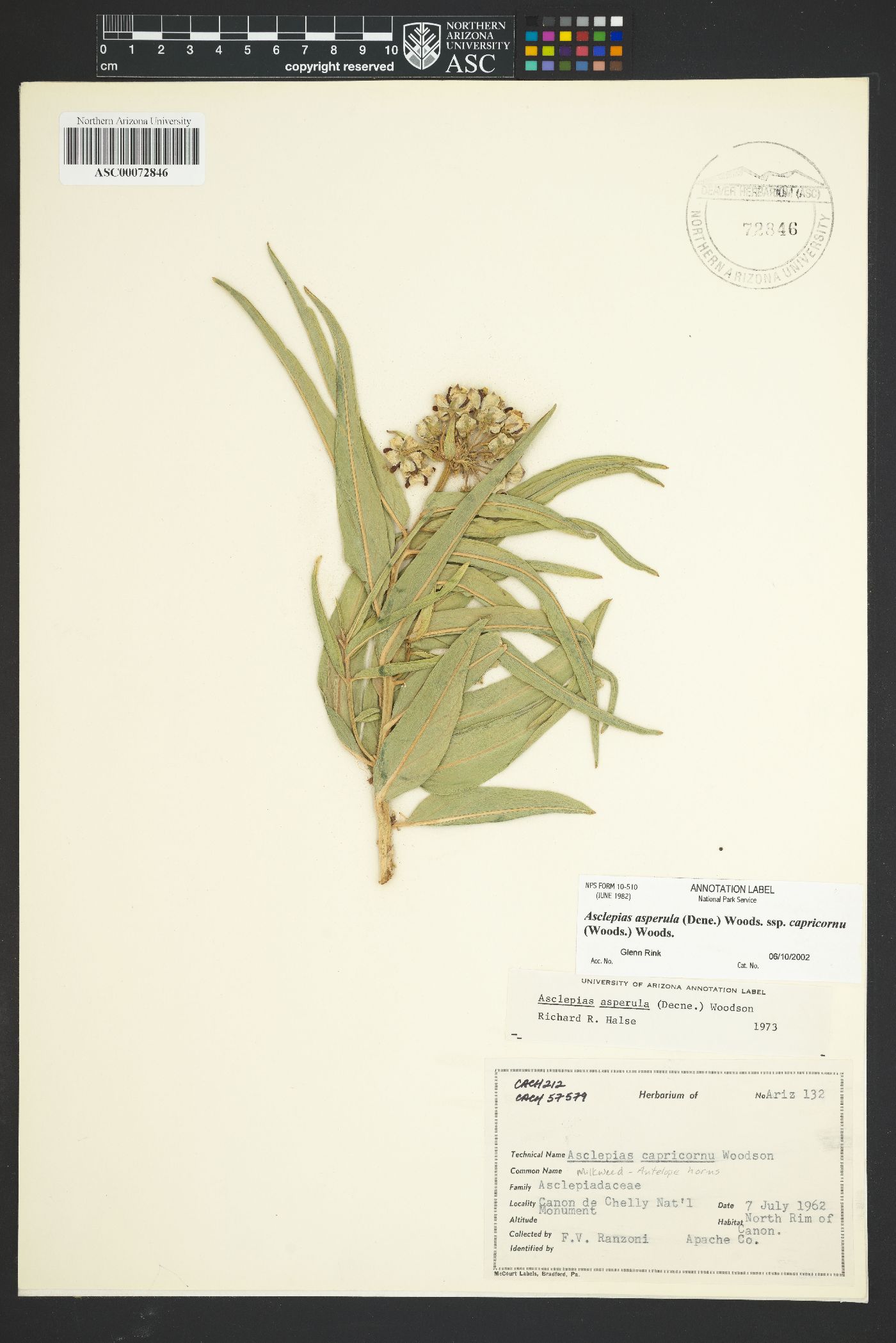 Asclepias asperula subsp. capricornu image