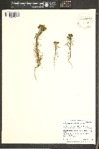 Amblyopappus pusillus image