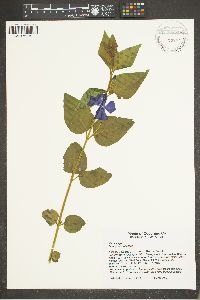 Vinca major image