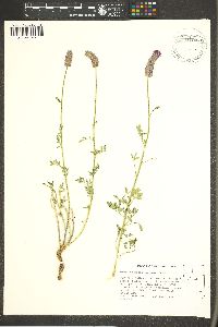 Dalea searlsiae image