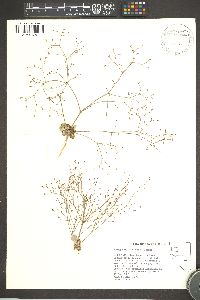 Eriogonum collinum image