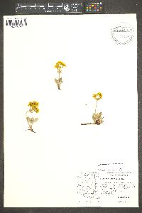 Eriogonum umbellatum var. subaridum image