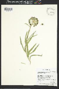 Asclepias asperula image