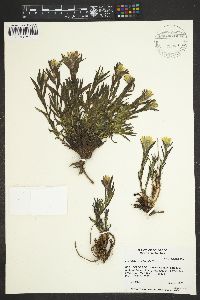 Castilleja occidentalis image