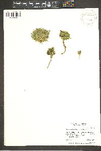 Cherleria obtusiloba image