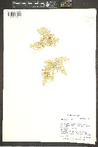 Herniaria hirsuta var. cinerea image