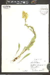 Solidago multiradiata image