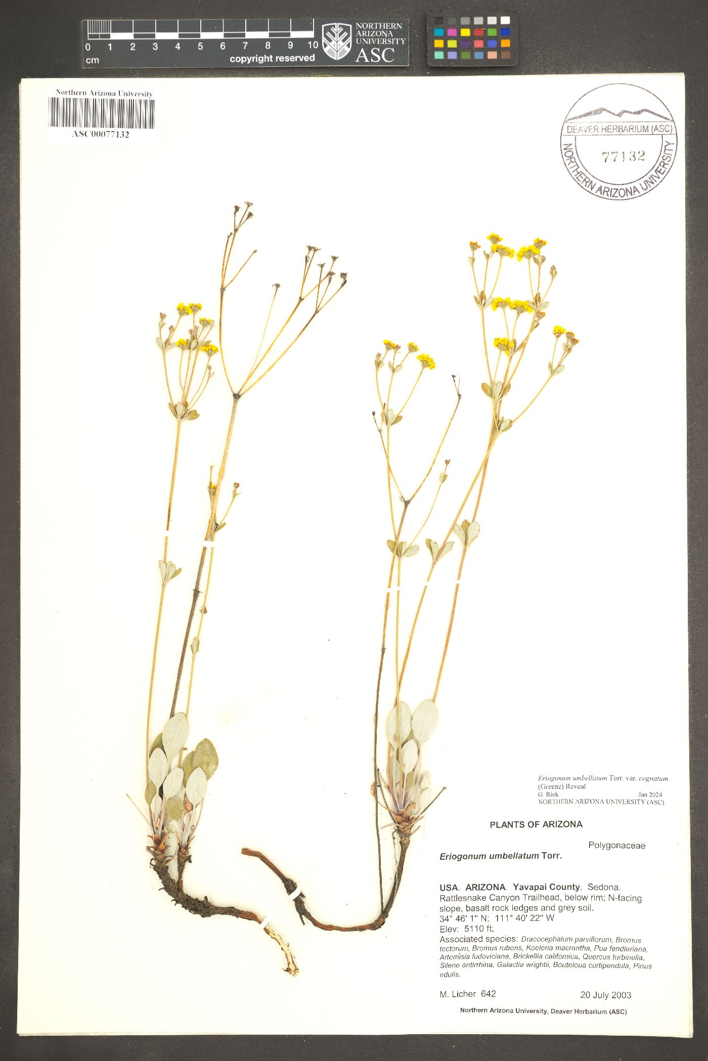 Eriogonum umbellatum var. cognatum image