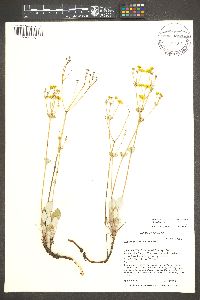 Eriogonum umbellatum var. cognatum image