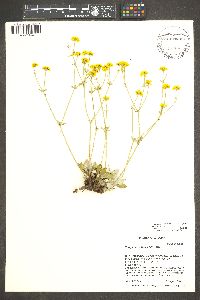 Eriogonum umbellatum var. cognatum image