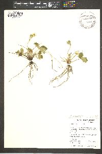 Fragaria vesca image