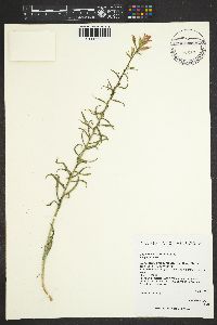 Castilleja linariifolia image