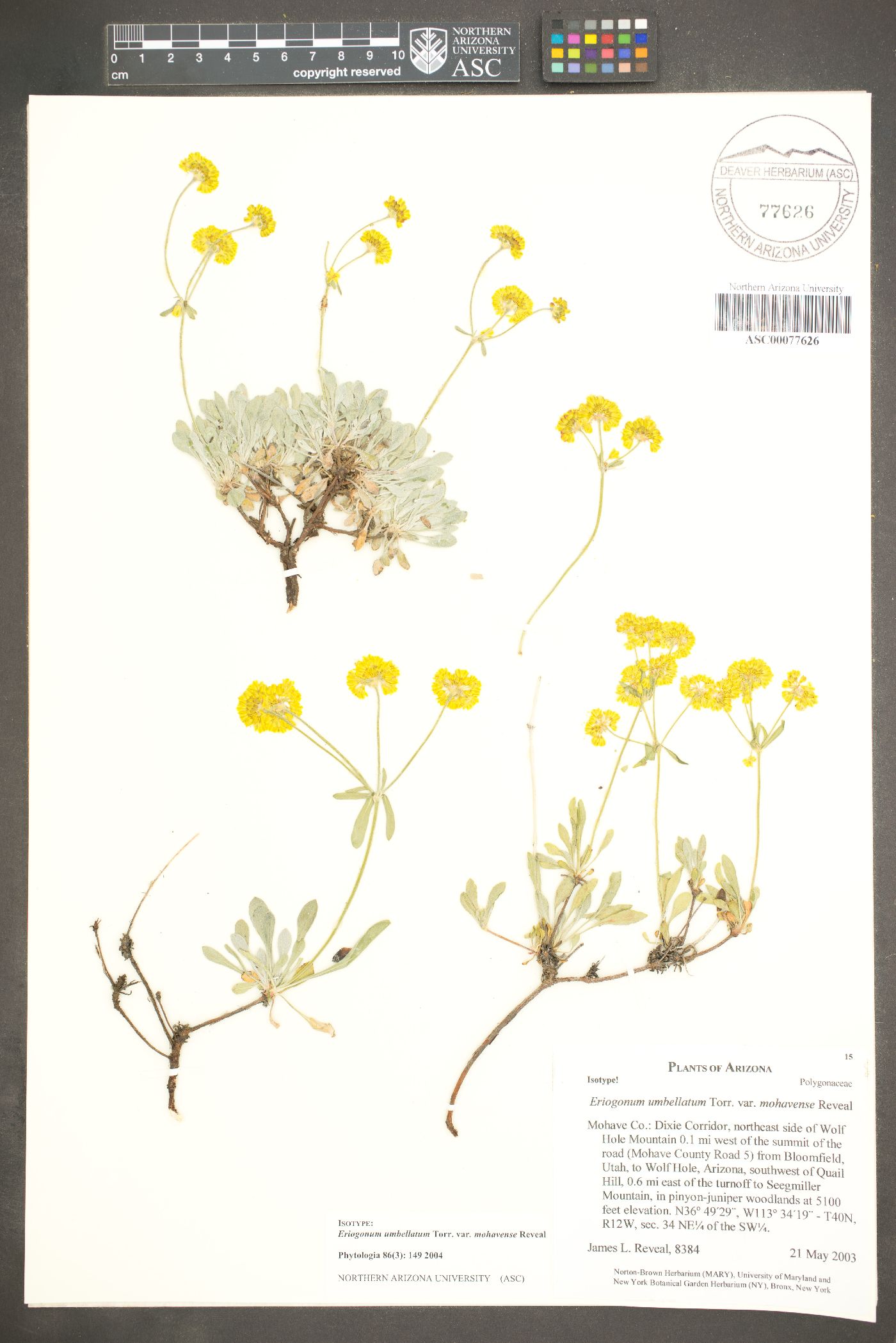 Eriogonum umbellatum var. mohavense image