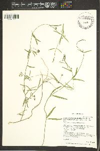 Funastrum heterophyllum image